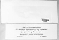 Mycosphaerella punctiformis image